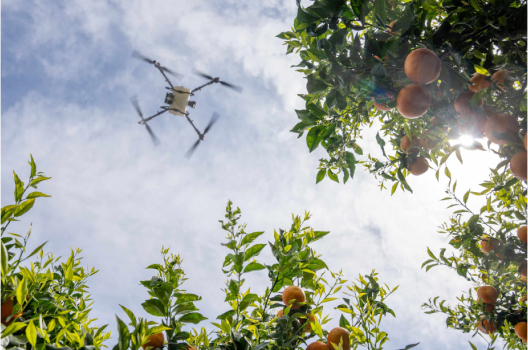 XAG agricultural drone spraying an orchard